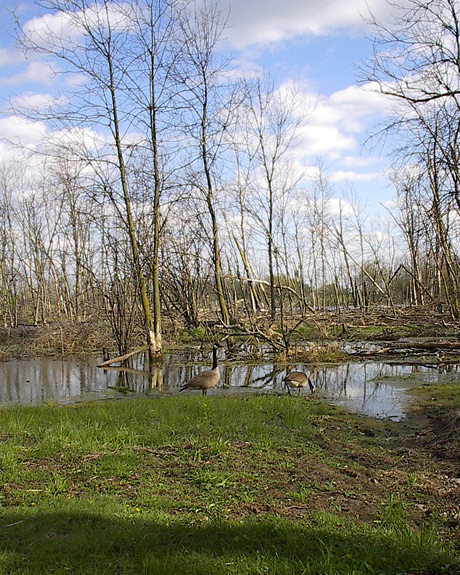 the Beaver Pond