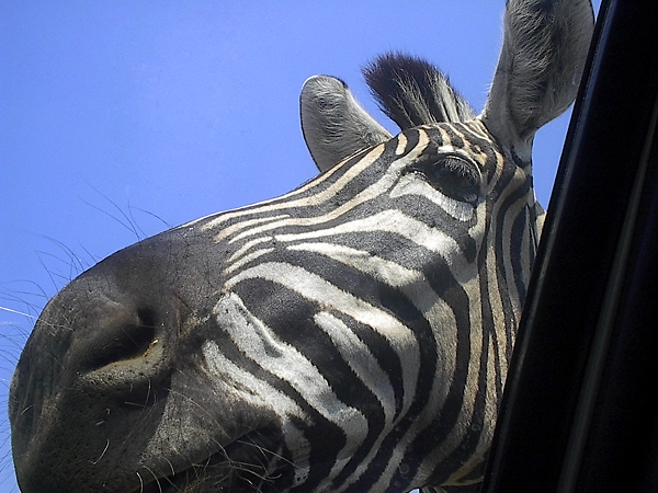 a nosey zebra