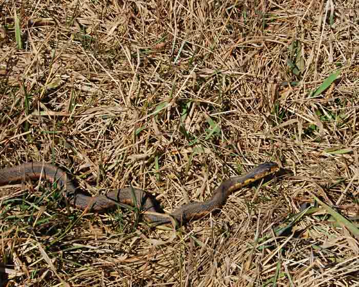 a lil snake