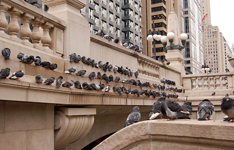 the birds....Chicago style