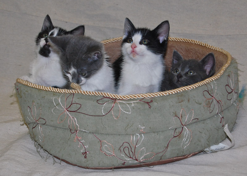 Basket Full 'O Kittens